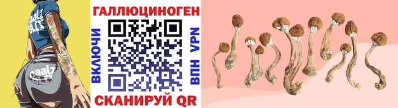 Галлюциногенные грибы Cubensis  Грязовец 
